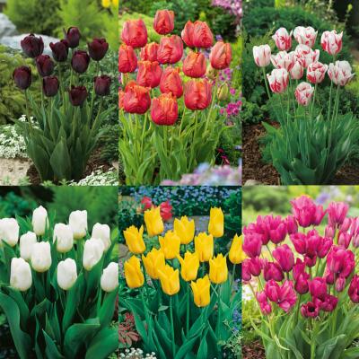 COLLECTION 60 TULIPES