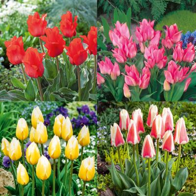 COL 40 TULIPES BOTANIQUES PLURIFLORES