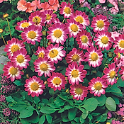 DAHLIA SWEETHEART TOP MIX - 2 BULBES