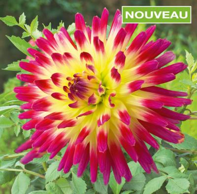 DAHLIA TAHITI SUNRISE - LE BULBE