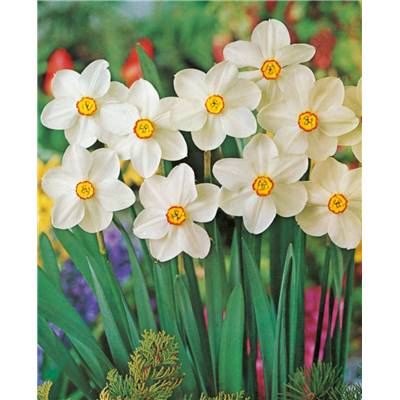NARCISSE DES POETES ACTEA - 8 BULBES