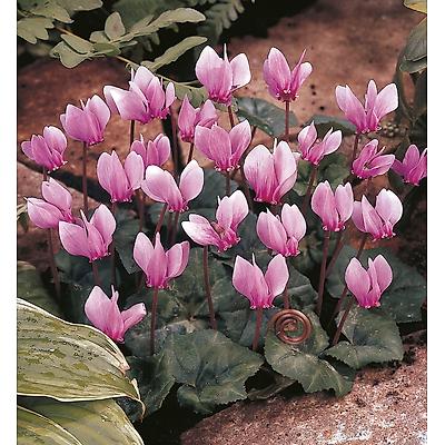 CYCLAMEN DE NAPLES ROSE - 3 BULBES