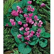 CYCLAMEN COUM - 3 BULBES