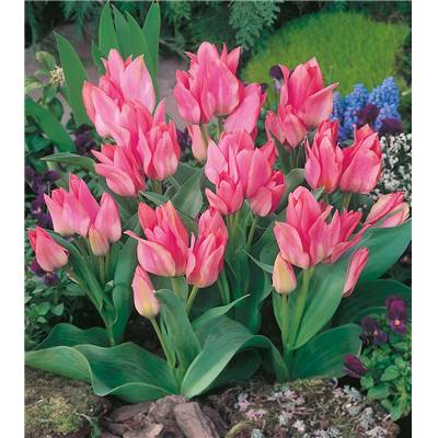 TULIPE TORONTO MULTIFLORE - Greigii   - 10 BULBES