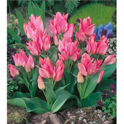 TULIPE TORONTO MULTIFLORE - 10 BULBES