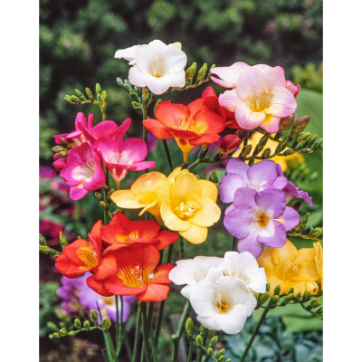 FREESIA MELANGE - 15 BULBES + 5 OFFERTS