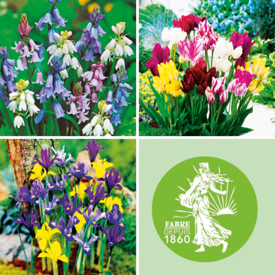 OFFRE FABRE : 4 MOIS DE FLORAISON 
