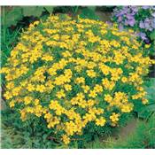 TAGETES SIGNATA PUMILA - 0.5 G