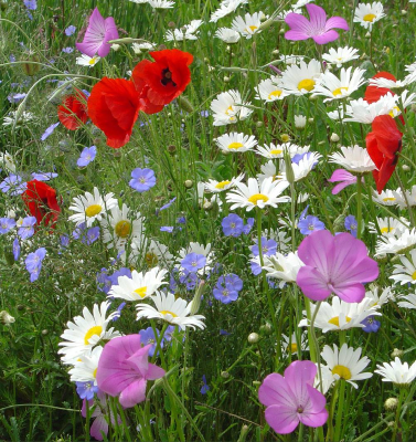 FLEURS CHAMPÊTRE 