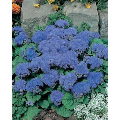 AGERATUM BLUE MINK - 0.1 G