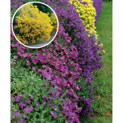 OFFRE FABRE : AUBRIÉTAS - LOT DE 6 GODETS 