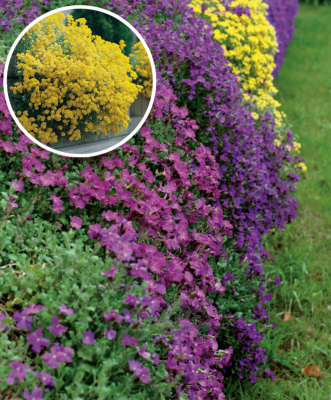 OFFRE FABRE : AUBRIÉTAS - LOT DE 6 GODETS 