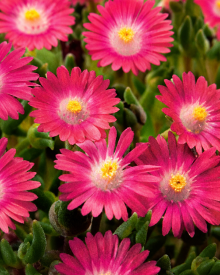 DELOSPERMA COOPERI - 3 GODETS
