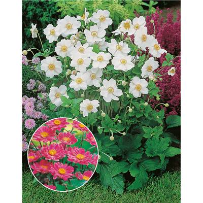 OFFRE ANEMONES JAPONICA  - 6 GODETS