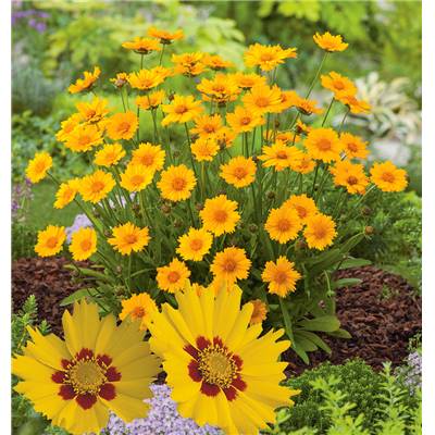 COREOPSIS ROTKELCHEN - 3 GODETS