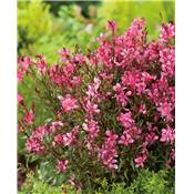 OFFRE GAURA NAIN GAUDI RED - 6 GODETS