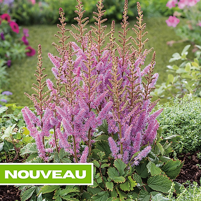 ASTILBE VIOLETTE PLANTE VIVACE - 3 GODETS