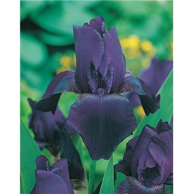 IRIS DES JARDINS TUXEDO - LE GODET