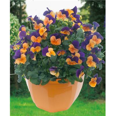 VIOLA SORBET VIOLET/CUIVRE - LOT DE 3 GODETS