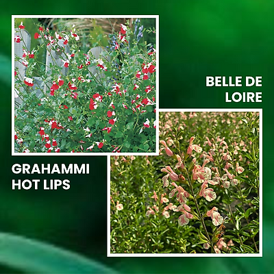 OFFRE SPECIALE SAUGES - 6 GODETS PLANTE VIVACE