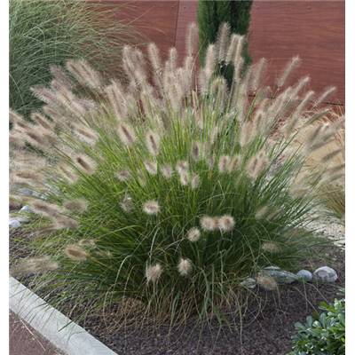 PENNISETUM ALOPECUROIDES JAPONICUM - 3 GODETS