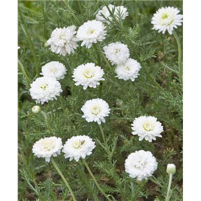 CAMOMILLE DOUBLE - LOT DE 2 GODETS