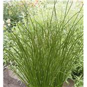 CIBOULETTE APPETIT - LOT DE 2 PLANTES