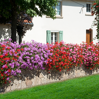 COLLECTION 9 GERANIUMS - ROI DES BALCONS