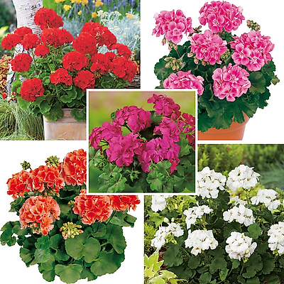 COLLECTION GERANIUMS ZONALES - 15 GODETS 