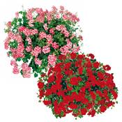 OFFRE GERANIUMS LIERRES - 6 GODETS PLANTE ANNUELLE