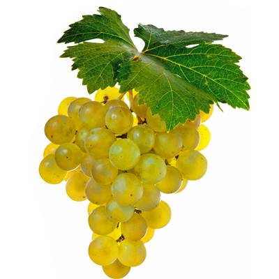 VIGNE MUSCAT BLANC "BIRSTALER MUSCAT" - POT 1.5 LITRE