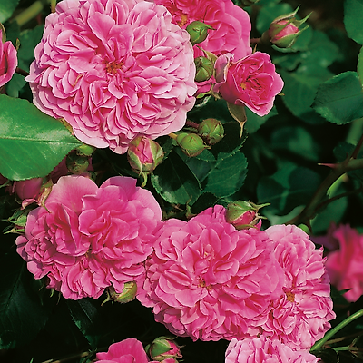 ROSIER SWANY - LE ROSIER ROSE