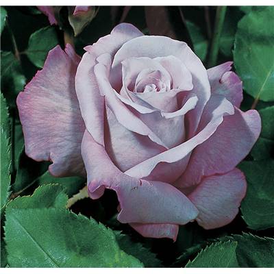 ROSIER BUISSON CHARLES DE GAULLE®