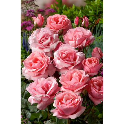 OFFRE FABRE : 3 Rosiers Queen Elisabeth rose