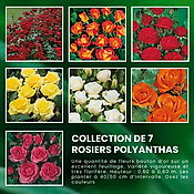 SUPER COLLECTION POLYANTHAS - 7 ROSIERS