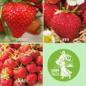 OFFRE FRAISIERS GROS FRUITS - 60 FRAISIERS- 6 mois de rcolte.