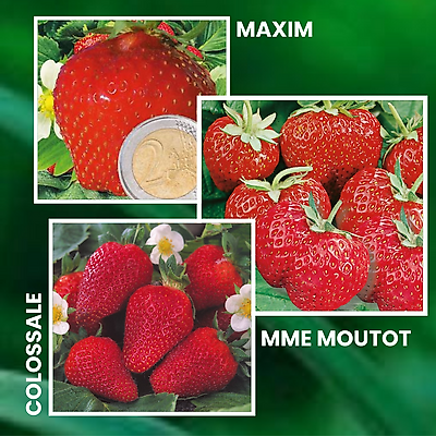 OFFRE SPECIALE FRAISIERS - 60 PLANTS