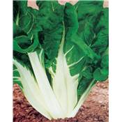 POIREE VERTE 3 A CARDE BLANCHE - 5 G