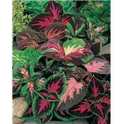 COLEUS ARC EN CIEL - 0.05 G