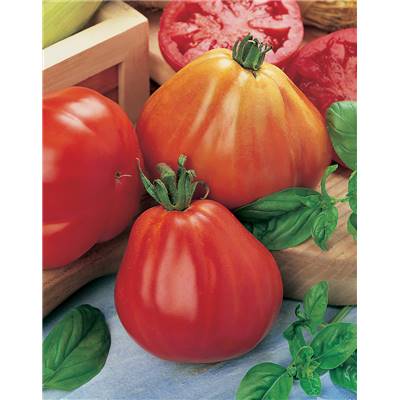 TOMATE BORSALINA HF1 - 10 SEMENCES