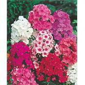 PHLOX DE DRUMMOND - 1 G