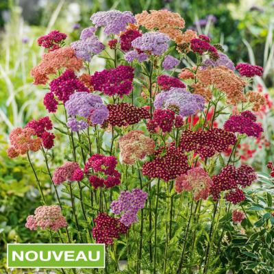 ACHILLEA MILLEFOLIUM "COLORADO" - 3 GODETS