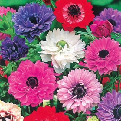 CADEAU ANEMONE ST BRIGID