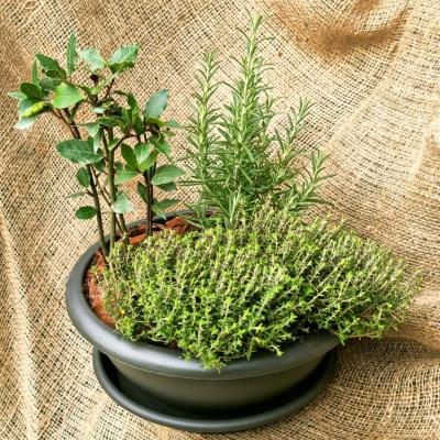 COUPE AROMATIQUE