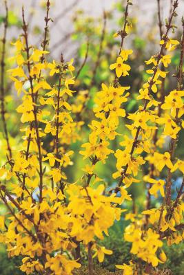 FORSYTHIA "WEEK-END" - LE GODET