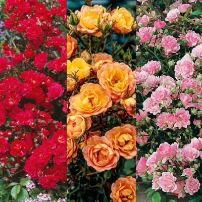 OFFRE SPECIALE ROSIER THE FAIRY - 3 ROSIERS