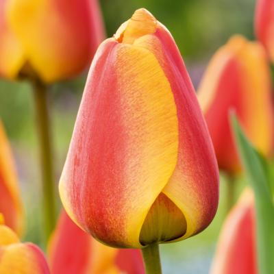 TULIPE APELDOORN ELITE - 10 BULBES