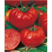 TOMATE MARMANDE - 3 GODETS