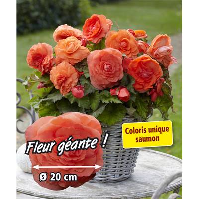 BEGONIA SUPERBA FLEURS GEANTES - 3 BULBES