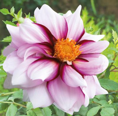 DAHLIA EDFGE OF JOY - 1 BULBE